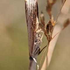 Culladia cuneiferellus (Crambinae moth) at Block 402 - 26 Dec 2023 by Miranda