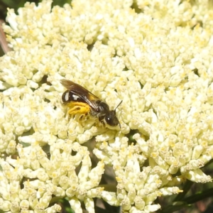 Lasioglossum (Chilalictus) sp. (genus & subgenus) at McQuoids Hill NR (MCQ) - 22 Dec 2023