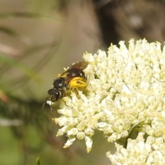 Lasioglossum (Chilalictus) sp. (genus & subgenus) at McQuoids Hill NR (MCQ) - 22 Dec 2023