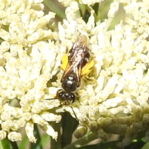 Lasioglossum (Chilalictus) sp. (genus & subgenus) at McQuoids Hill NR (MCQ) - 22 Dec 2023