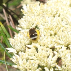 Lasioglossum (Chilalictus) sp. (genus & subgenus) at McQuoids Hill NR (MCQ) - 22 Dec 2023