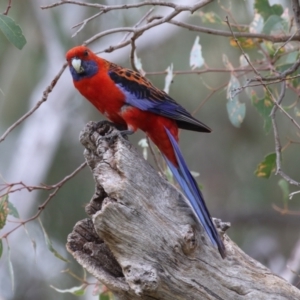 Platycercus elegans at Conder Ponds & stormwater drain - 26 Dec 2023