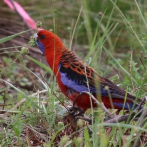 Platycercus elegans at Conder Ponds & stormwater drain - 26 Dec 2023