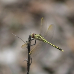 Orthetrum caledonicum (Blue Skimmer) at Carwoola, NSW - 26 Dec 2023 by Csteele4