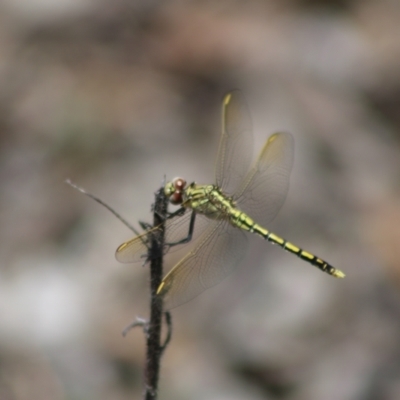 Orthetrum caledonicum (Blue Skimmer) at Cuumbeun Nature Reserve - 26 Dec 2023 by Csteele4