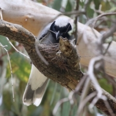 Coracina novaehollandiae at Conder, ACT - 26 Dec 2023