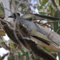 Coracina novaehollandiae at Conder, ACT - 26 Dec 2023