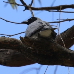 Coracina novaehollandiae at Conder, ACT - 26 Dec 2023