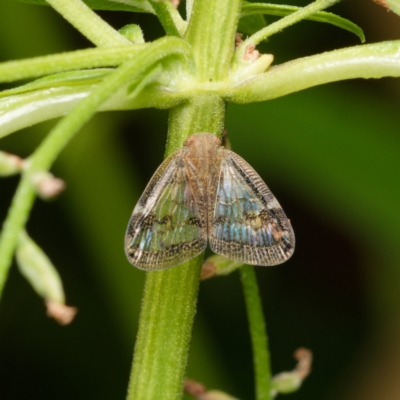 Scolypopa australis (Passionvine hopper, Fluffy bum) at Downer, ACT - 26 Dec 2023 by RobertD