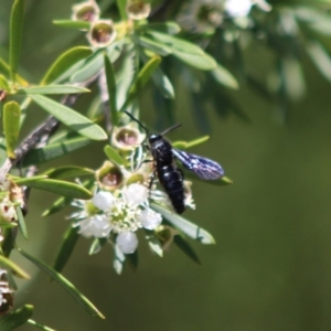 Austroscolia soror at Cuumbeun Nature Reserve - 26 Dec 2023