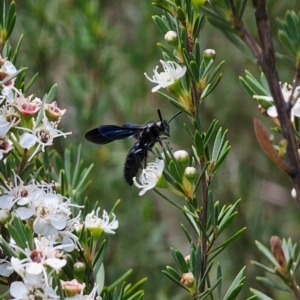 Austroscolia soror at Cuumbeun Nature Reserve - 26 Dec 2023