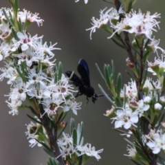 Austroscolia soror at Cuumbeun Nature Reserve - 26 Dec 2023