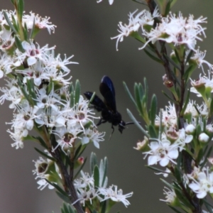 Austroscolia soror at Cuumbeun Nature Reserve - 26 Dec 2023