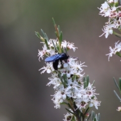 Austroscolia soror at Cuumbeun Nature Reserve - 26 Dec 2023