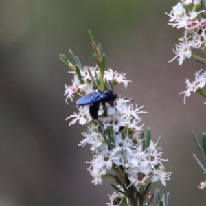 Austroscolia soror at Cuumbeun Nature Reserve - 26 Dec 2023