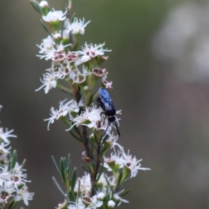 Austroscolia soror at Cuumbeun Nature Reserve - 26 Dec 2023