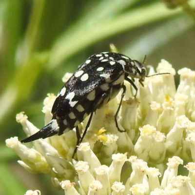 Mordella dumbrelli (Dumbrell's Pintail Beetle) at Kambah, ACT - 22 Dec 2023 by HelenCross