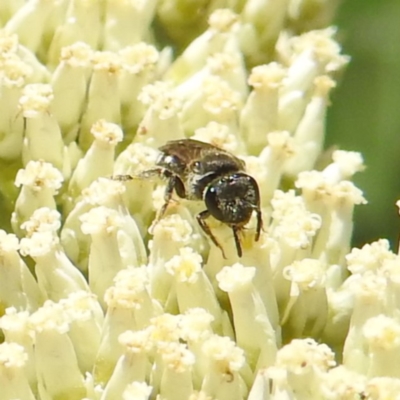 Lasioglossum (Chilalictus) sp. (genus & subgenus) (Halictid bee) at Kambah, ACT - 22 Dec 2023 by HelenCross