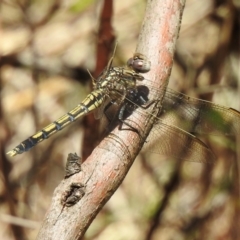Orthetrum caledonicum (Blue Skimmer) at Wingecarribee Local Government Area - 22 Dec 2023 by GlossyGal