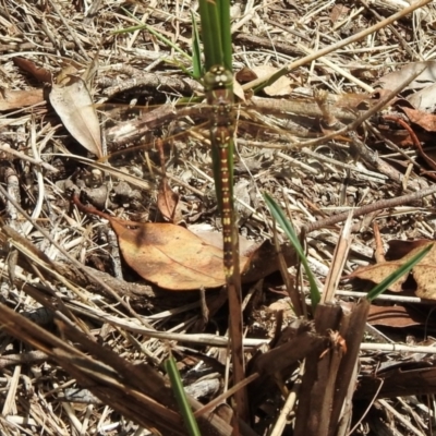 Adversaeschna brevistyla (Blue-spotted Hawker) at Wingecarribee Local Government Area - 22 Dec 2023 by GlossyGal