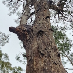 Eucalyptus longifolia (Woollybutt) at Murramarang National Park - 26 Dec 2023 by Steve818