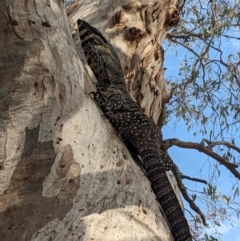 Varanus varius at Bookham, NSW - 26 Dec 2023