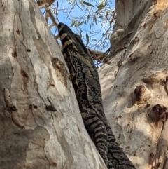 Varanus varius at Bookham, NSW - 26 Dec 2023