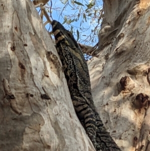 Varanus varius at Bookham, NSW - 26 Dec 2023