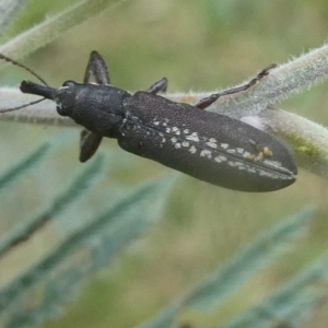 Rhinotia sp. (genus) at QPRC LGA - 2 Jan 2021