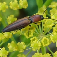 Elateridae sp. (family) (Unidentified click beetle) at QPRC LGA - 3 Jan 2021 by arjay