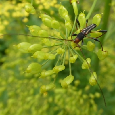 Amphirhoe decora (Decora Longicorn Beetle) at QPRC LGA - 4 Jan 2021 by arjay