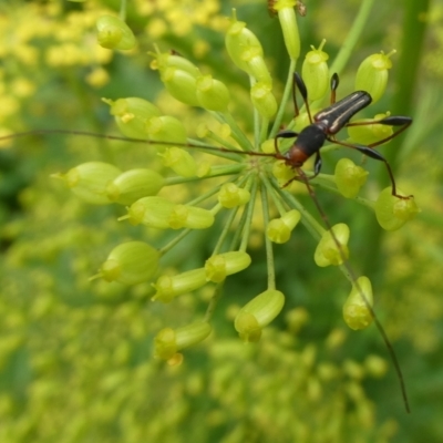 Amphirhoe decora (Decora Longicorn Beetle) at QPRC LGA - 3 Jan 2021 by arjay