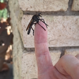 Chrysopogon muelleri at Wanniassa, ACT - 26 Dec 2023 10:37 AM