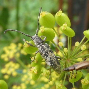 Pempsamacra dispersa at QPRC LGA - suppressed