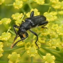 Eleale sp. (genus) (Clerid beetle) at Mongarlowe River - 3 Jan 2021 by arjay