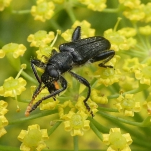 Eleale sp. (genus) at QPRC LGA - 4 Jan 2021