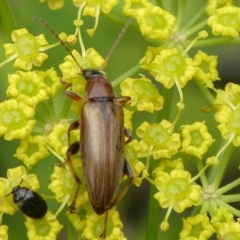 Alleculinae sp. (Subfamily) (Unidentified Comb-clawed beetle) at Mongarlowe River - 4 Jan 2021 by arjay