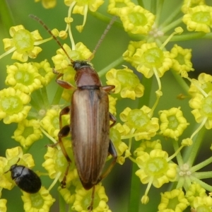 Alleculinae sp. (Subfamily) at QPRC LGA - suppressed