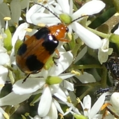 Aulacophora hilaris (Pumpkin Beetle) at Mongarlowe River - 3 Feb 2021 by arjay