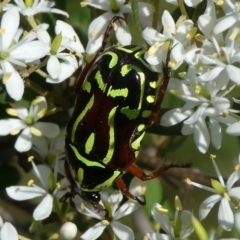 Eupoecila australasiae (Fiddler Beetle) at QPRC LGA - 4 Feb 2021 by arjay