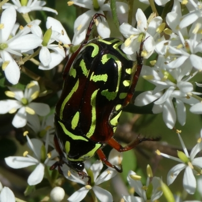 Eupoecila australasiae (Fiddler Beetle) at Mongarlowe River - 3 Feb 2021 by arjay