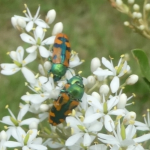 Castiarina scalaris at QPRC LGA - suppressed