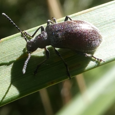 Ecnolagria sp. (genus) (A brown darkling beetle) at Mongarlowe River - 6 Feb 2021 by arjay