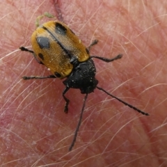 Cadmus (Cadmus) litigiosus (Leaf beetle) at Mongarlowe River - 7 Feb 2021 by arjay