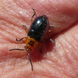 Lamprolina (genus) at QPRC LGA - 3 Apr 2021