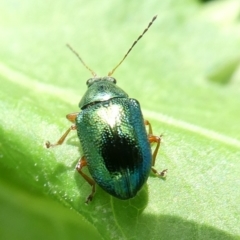 Edusella sp. (genus) (A leaf beetle) at Mongarlowe River - 15 Nov 2021 by arjay