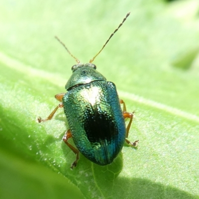 Edusella sp. (genus) (A leaf beetle) at Mongarlowe River - 15 Nov 2021 by arjay