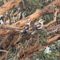 Dacelo novaeguineae (Laughing Kookaburra) at Eastern Hill Reserve - 25 Dec 2023 by KylieWaldon