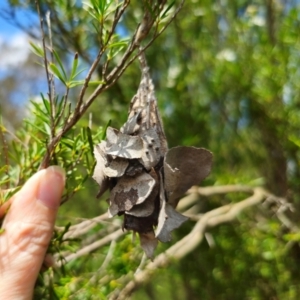 Hyalarcta huebneri at QPRC LGA - 26 Dec 2023