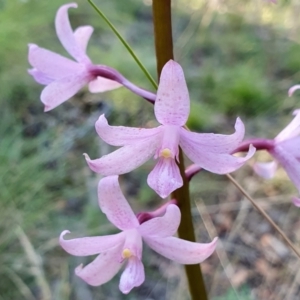 Dipodium roseum at Rugosa - 26 Dec 2023